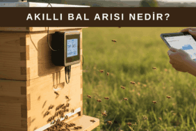 Akıllı bal arısı sistemiyle sensörlü kovanların dijital ortamda izlenmesi ve koloni verilerinin analiz edilmesi