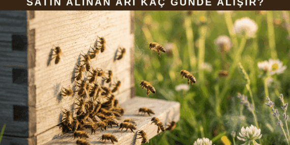 Satın Alınan Arı Kaç Günde Alışır?