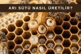 Arı sütü üretimi yapılan kovanda ana arı yüksükleri ve arı sütü hasadı süreci