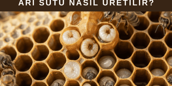 Arı Sütü Nasıl Üretilir?
