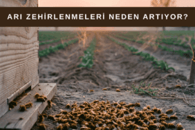 Tarım alanı yakınında kovan önünde yere düşmüş çok sayıda ölü arının görüldüğü arı zehirlenmesi vakası