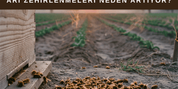 Arı Zehirlenmeleri Neden Artıyor?