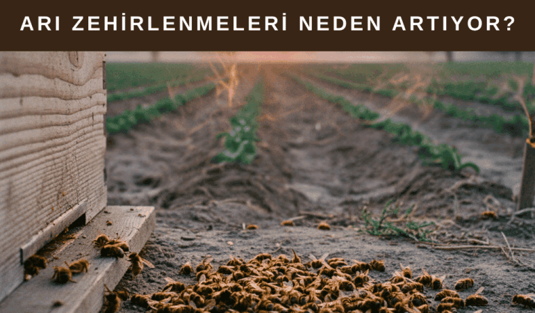 Arı Zehirlenmeleri Neden Artıyor?