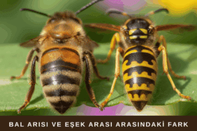 Bal Arısı ve Eşek Arısı Arasındaki Farklar Yan yana duran bir bal arısı ve eşek arısı, doğal bir bahçe ortamında farklarıyla birlikte gösteriliyor.