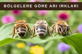 Farklı arı ırkları, doğal bir bahçe ortamında yan yana gösteriliyor; Karniyol, Anadolu ve Kafkas arıları karakter ve görünüm farklarıyla öne çıkıyor.
