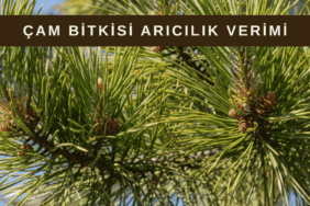 Çam bitkisi (çam ağacı) kozalakları ve iğne yaprakları, çam balı üretiminde önemli bal kaynağı