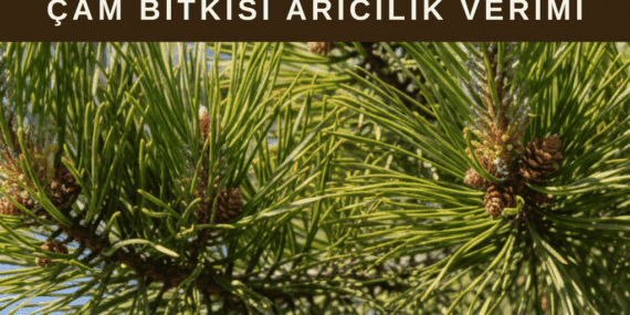 Çam Bitkisi Nedir? Arıcılıkta Çamın Yeri ve Çam Balının Özellikleri