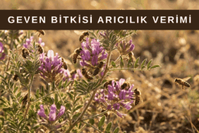 Geven bitkisi çiçekli hali, arıların yoğun nektar topladığı önemli bal bitkisi