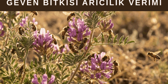 Geven Bitkisi Nedir? Arıcılıkta Gevenin Yeri ve Geven Balının Özellikleri