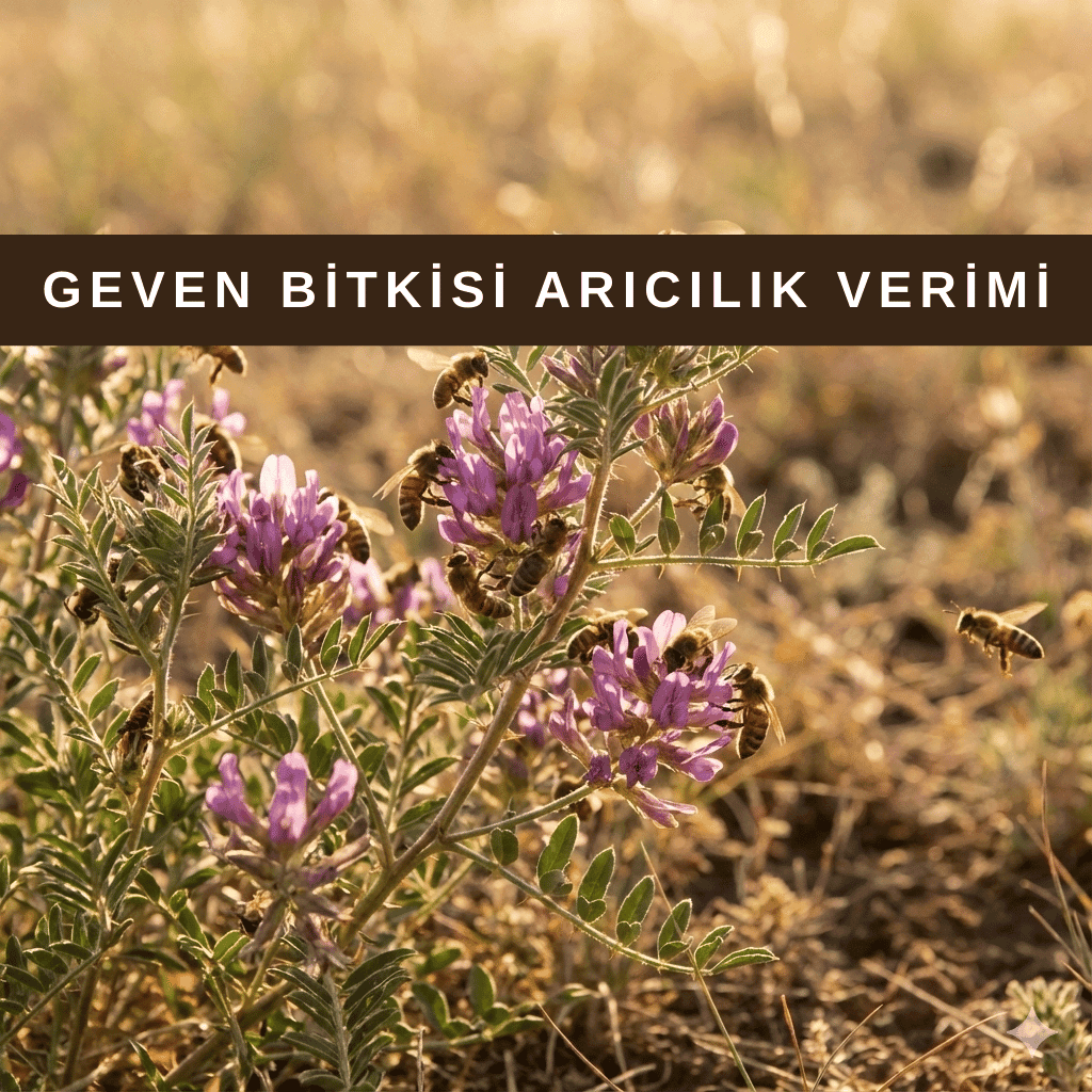 Geven bitkisi çiçekli hali, arıların yoğun nektar topladığı önemli bal bitkisi