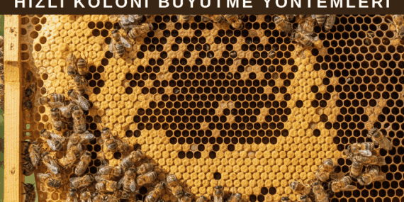Hızlı Koloni Büyütme Yöntemleri