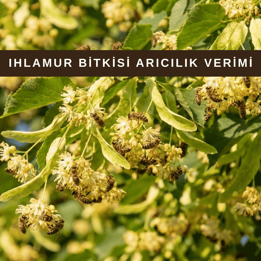 Ihlamur bitkisi çiçek açmış hali, arıların yoğun nektar topladığı bal bitkisi