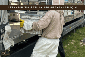 İstanbul satılık arı kolonileri – canlı ve sağlıklı arılar