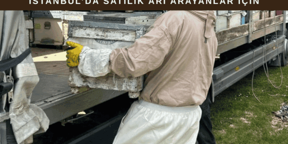 İstanbul Satılık Arı