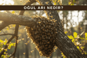 Ağaç dalına konmuş oğul arı salkımı ve çevresinde uçuş yapan bal arıları