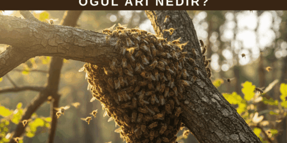 Oğul Arı Nedir?