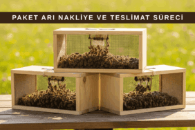 Nakliye için hazırlanmış paket arılar, havalandırmalı taşıma kutuları ve ana arı kafesi görünümü