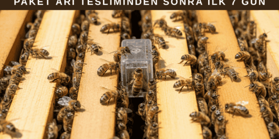 Paket Arı Tesliminden Sonra İlk 7 Gün Yapılması Gerekenler