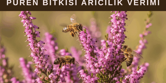 Püren Bitkisi Nedir? Arıcılıkta Pürenin Yeri ve Püren Balının Özellikleri