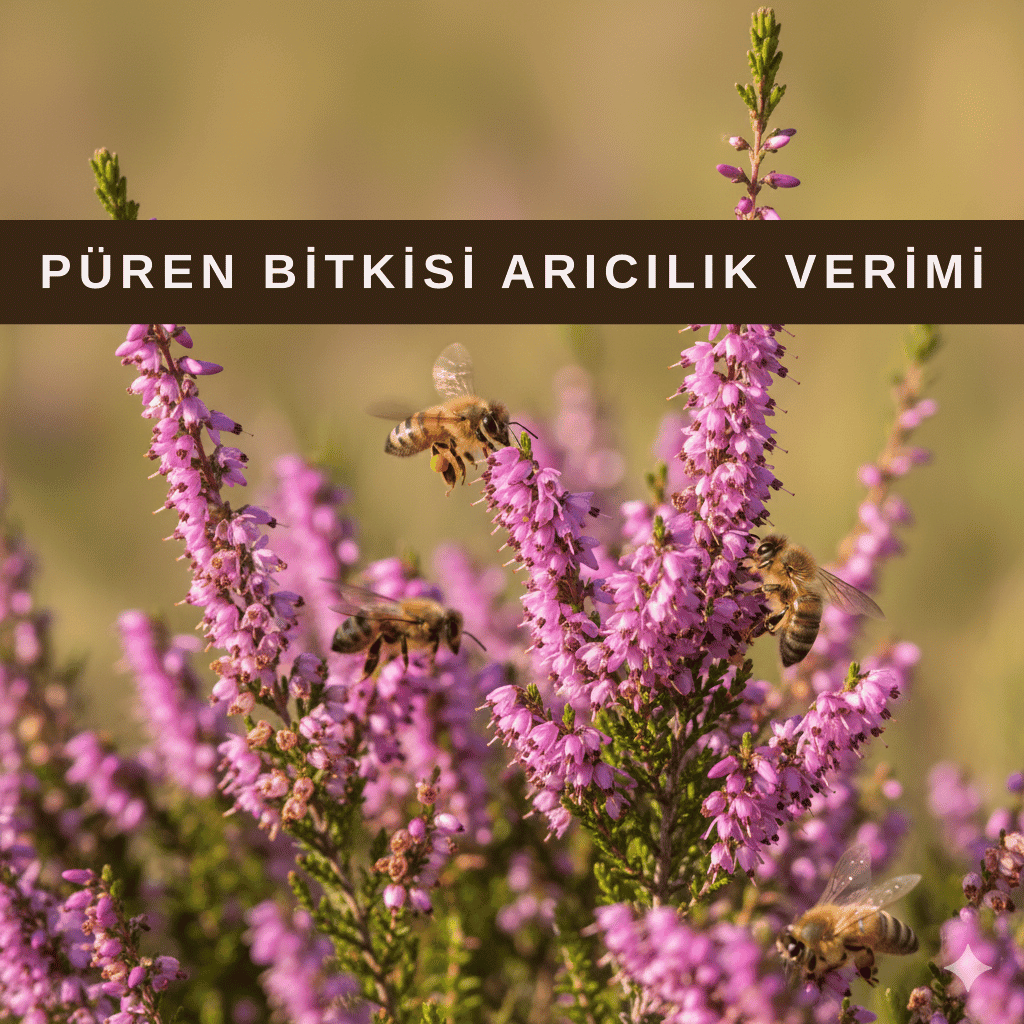 Püren bitkisi çiçekli hali, arıların nektar topladığı önemli bal bitkisi