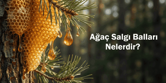 Ağaç Salgı Balları Nelerdir?