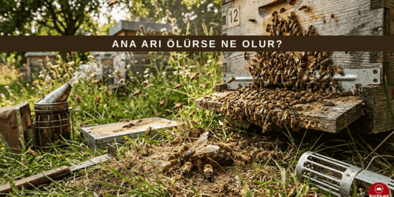 Ana Arı Ölürse Ne Olur? Kolonide Yaşanan Değişimleri Gelin İnceleyelim