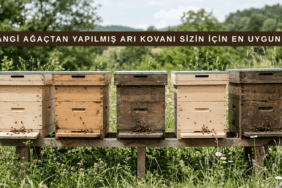 Arıcılıkta kullanılan çam, köknar, ladin, kavak ve meşe kovanlarının teknik karşılaştırma görseli.