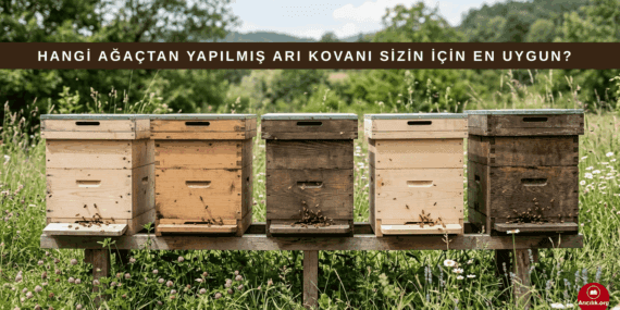 Türkiye’de Arı Kovanı İçin En Dayanıklı Ağaç Türleri ve Karşılaştırması