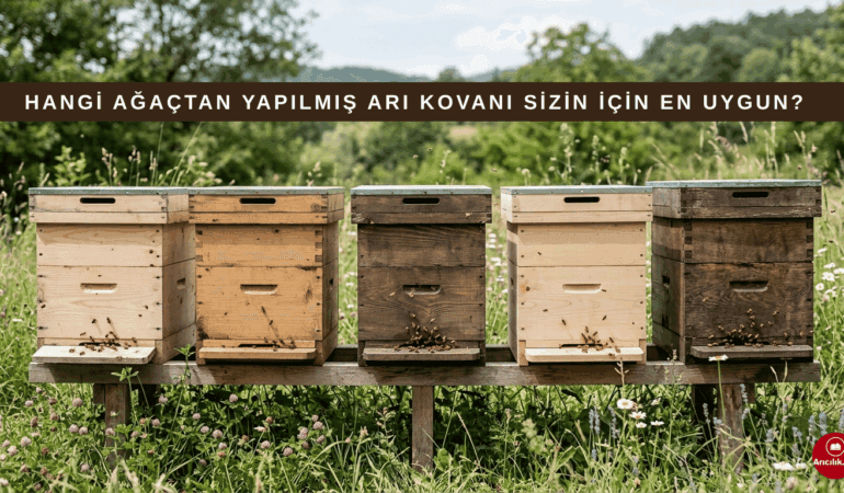 Türkiye’de Arı Kovanı İçin En Dayanıklı Ağaç Türleri ve Karşılaştırması