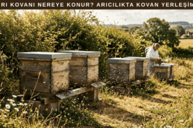 arı kovanları sabah güneşi alan, rüzgardan korunmuş bir alanda yerleştirilmiş, arılar uçuşa hazırlanıyor