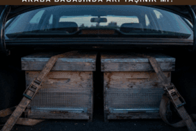 Sedan araba bagajında yan yana taşınan iki arılı kovan