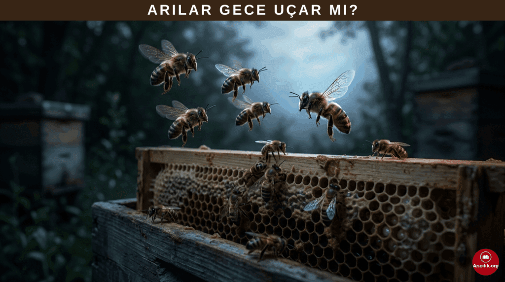 bal arıları gece karanlığında uçmaya çalışırken, petek üzerinde bazı arılar dinleniyor
