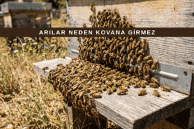 kovan önünde kümelenmiş, kovana girmeyen veya girişte bekleyen bal arıları