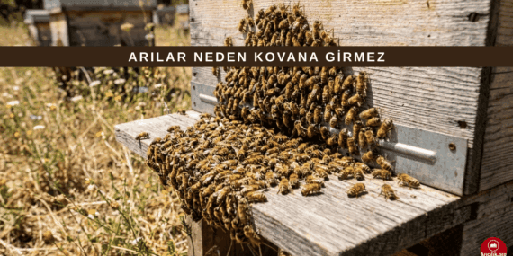Arı Neden Kovana Girmez? Arıların Kovandan Uzaklaşma Nedenleri