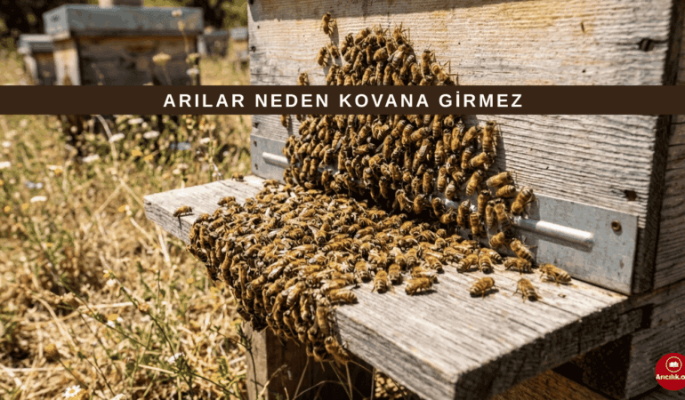 Arı Neden Kovana Girmez? Arıların Kovandan Uzaklaşma Nedenleri
