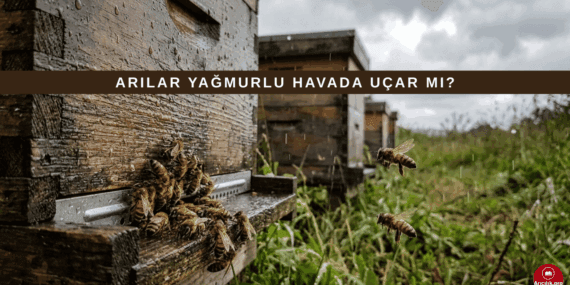 Arılar Yağmurda Uçar mı? Bal Arıları ve Hava Koşulları