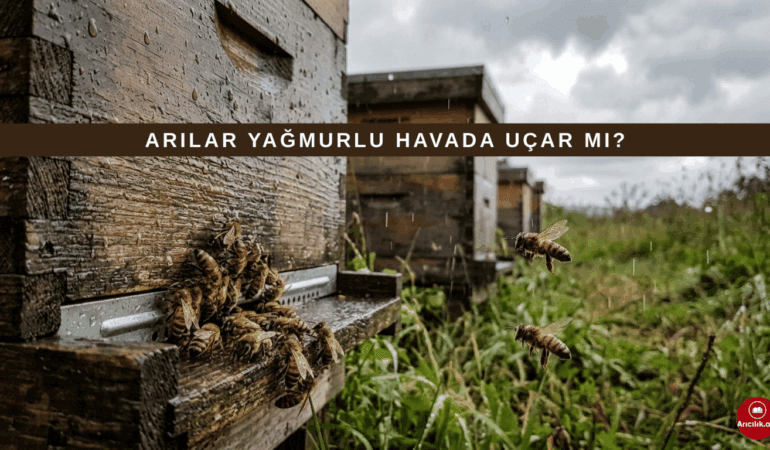 Arılar Yağmurda Uçar mı? Bal Arıları ve Hava Koşulları