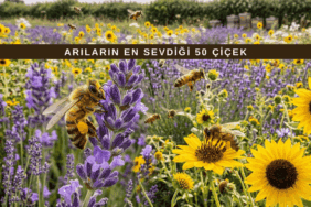 lavanta ve ayçiçeği gibi çiçekler üzerinde polen toplayan bal arıları
