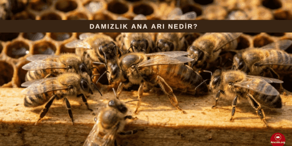 Damızlık Ana Arı Nedir? Arıcılıkta Genetik ve Koloni Kalitesi