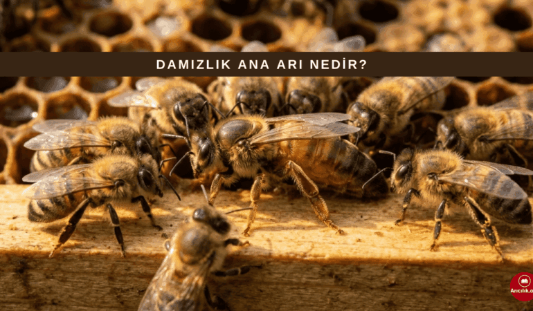 Damızlık Ana Arı Nedir? Arıcılıkta Genetik ve Koloni Kalitesi