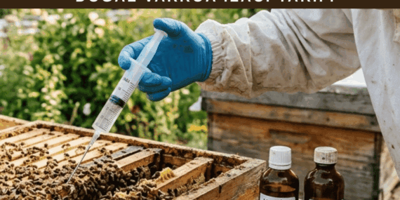 Doğal Varroa İlacı Tarifi (Etkili ve Uygulanabilir Yöntemler)