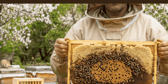 Paket Arı Nedir? Kimler Almalı, Kimler Almamalı?