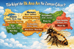 Türkiye’de İlk Ana Arı Ne Zaman Çıkar? Kovanda ana arı memesinden çıkan genç ana arı, Türkiye’de ilk ana arı çıkış zamanını temsil eden yakın plan görüntü
