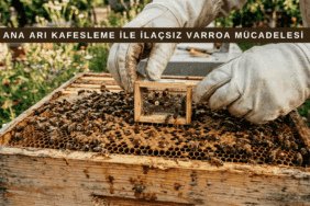 Ana arı kafesleme yöntemi ile ilaçsız varroa mücadelesi