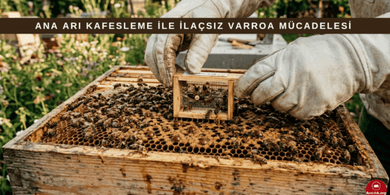 İlaç Kullanmadan Varroa ile Başa Çıkmak Mümkün mü? Ana Arı Kafesleme Yöntemi