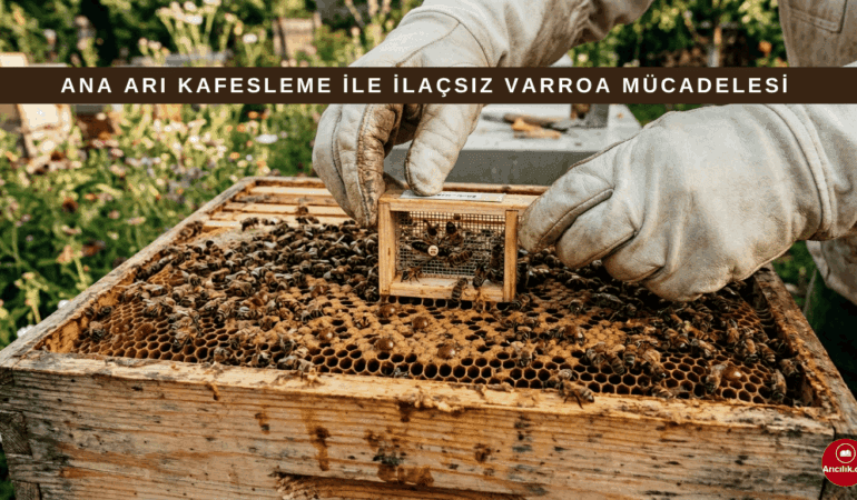 İlaç Kullanmadan Varroa ile Başa Çıkmak Mümkün mü? Ana Arı Kafesleme Yöntemi