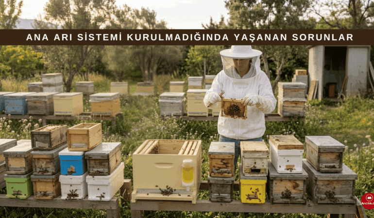 Ana Arı Sistemi Kurulmadığında Yaşanan Sorunlar