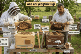Ana arı üretiminde yaygın hataları ve doğru uygulamaları temsil eden arı kolonileri ve arıcı sahnesi.