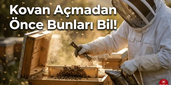 Arıcılıkta Dikkat Edilmesi Gerekenler: 15 Kritik Kural