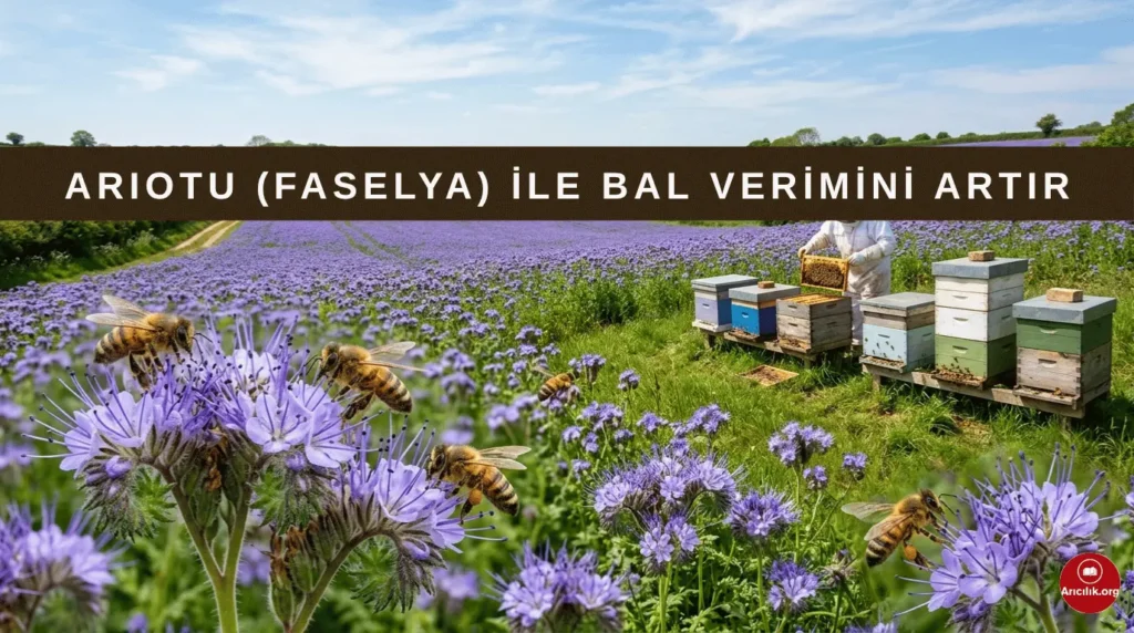 arıotu faselya bitkisi arılar için nektar kaynağı bal verimi artıran arı merası
